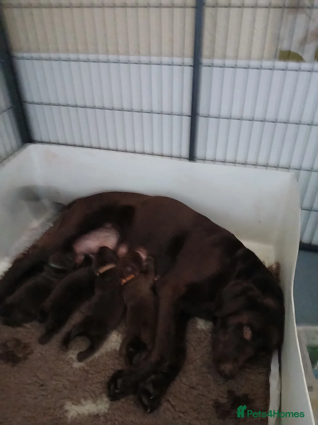 Labrador Retriever dogs for sale: Chocolate labrador puppies  - Advert 1