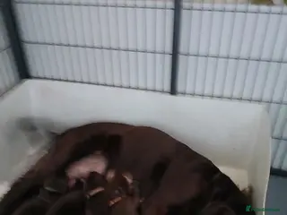 Labrador Retriever dogs Chocolate labrador puppies - Advert 2