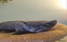Russian Blue cats for sale: Beautiful Russian blue kittens  - Image 6