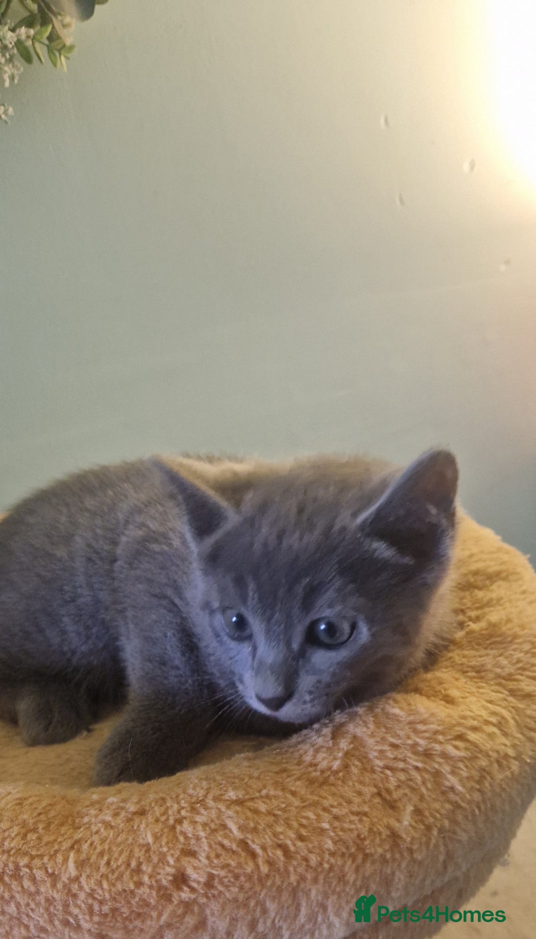 Russian Blue cats for sale: Beautiful Russian blue kittens  - Image 6