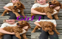 Irish Doodle dogs for sale: IRISH DOODLE puppies for sale - Image 2
