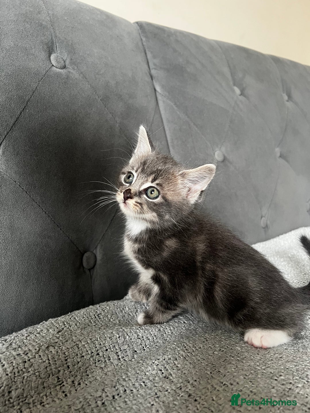Domestic Shorthair cats for sale: Adorable male kittens looking for loving homes  - Image 6