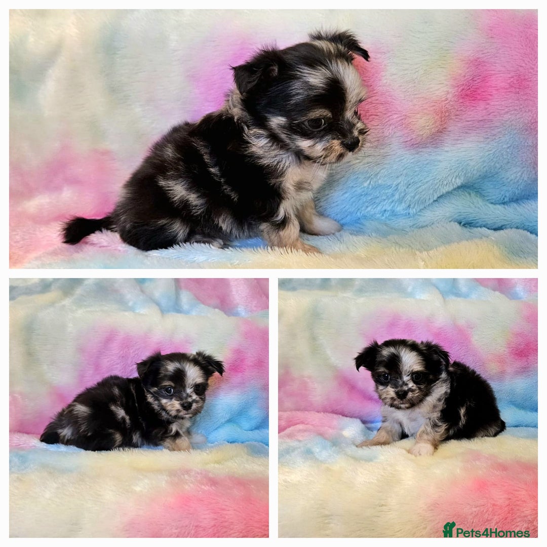Chihuahua dogs for sale: Fluffy gorgeous chihuahua x Korean maltese  - Image 8