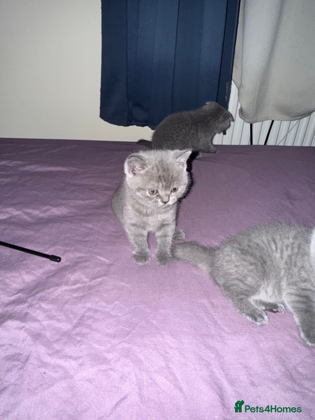 British Shorthair cats for sale: Kittens  - Advert 14