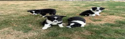 Border Collie dogs for sale: Fantastic Rough Coated Border Collies - Advert 3