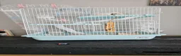 Hamster rodents for sale: Female hamster  - Advert 1
