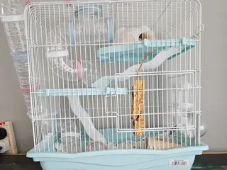 Hamster rodents Female hamster - Advert 3
