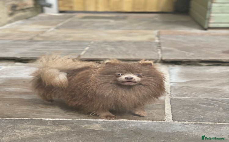 Pomeranian dogs Tiny Beautiful Lilac kc Boy weighs 3 pound 11  in Pontefract - Advert 2