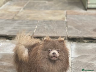 Pomeranian dogs Tiny Beautiful Lilac kc Boy weighs 3 pound 11 in Pontefract - Advert 3