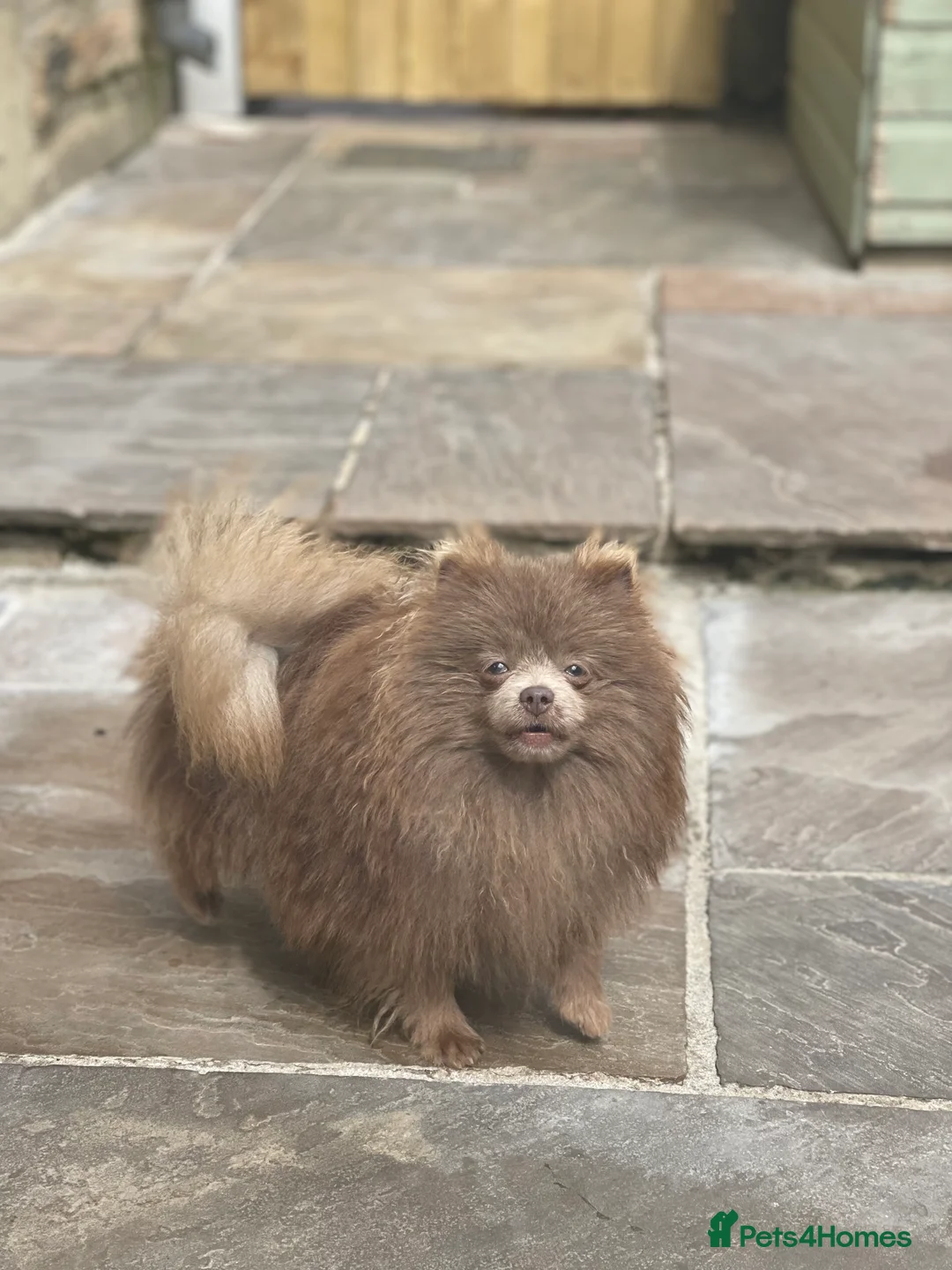 Pomeranian dogs for stud: Tiny Beautiful Lilac kc Boy weighs 3 pound 11  in Pontefract - Advert 1