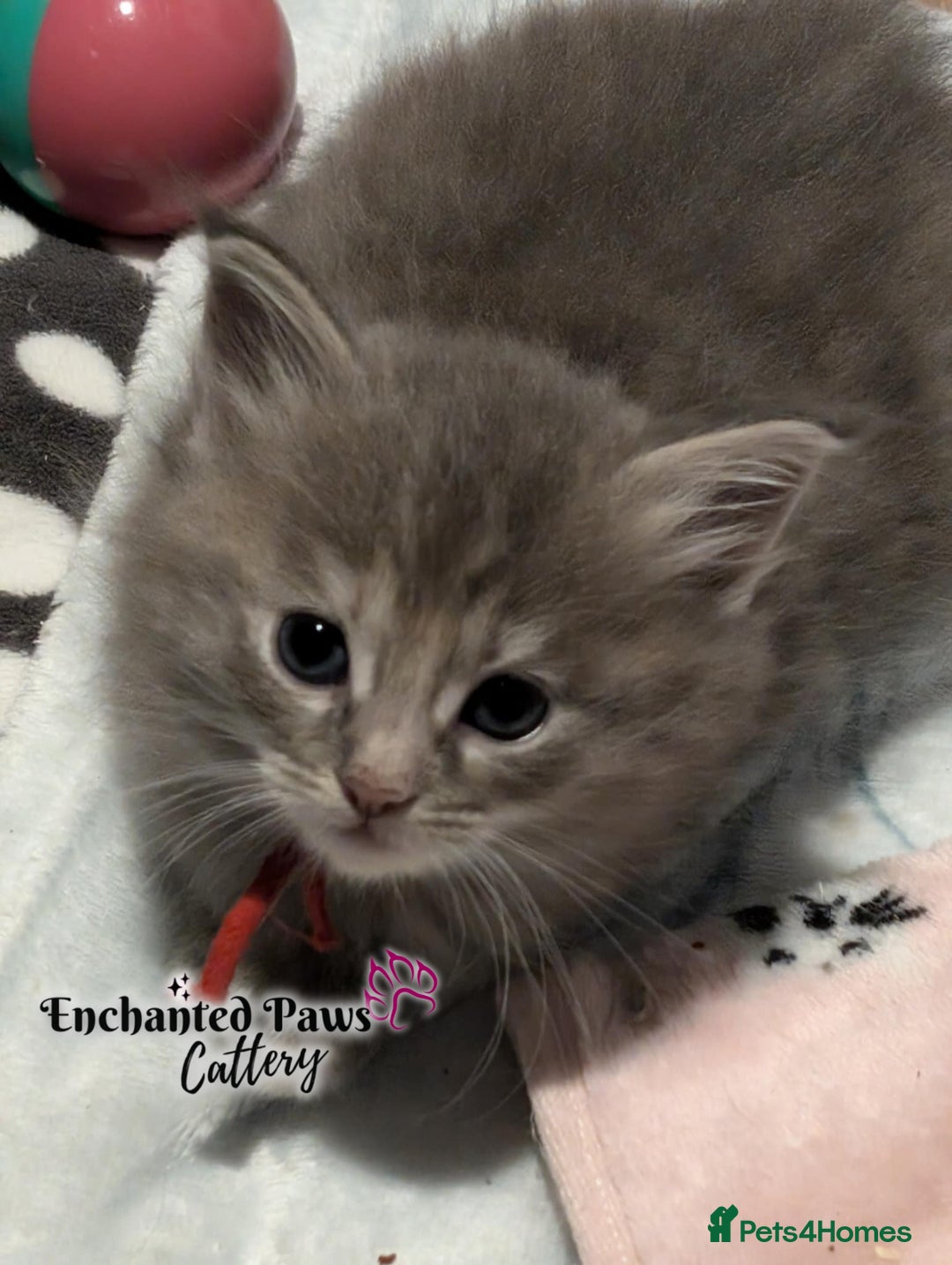 Ragcoon cats for sale: Stunning Ragcoon kittens! - Image 5
