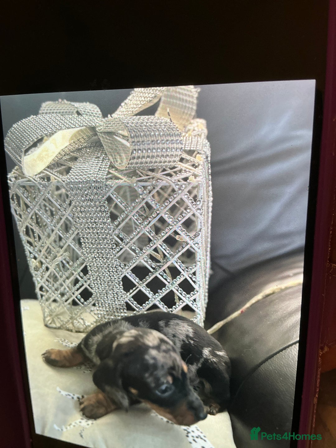 Dachshund dogs for sale: Dachshund - Advert 4