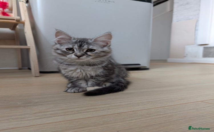 Maine Coon cats for sale - Advert 1