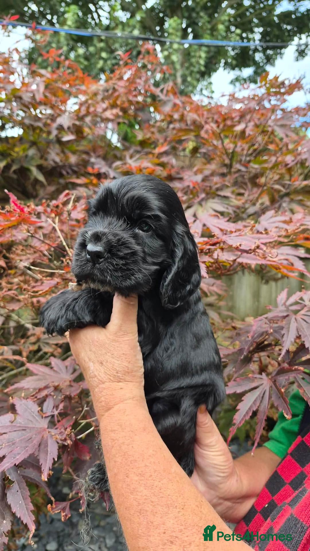 Cocker Spaniel dogs 3 PURE SHOW BLACK COCKER SPANIEL PUPPIES.  - Advert 2