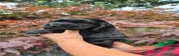 Cocker Spaniel dogs for sale: 3 PURE SHOW BLACK COCKER SPANIEL PUPPIES.  - Advert 2