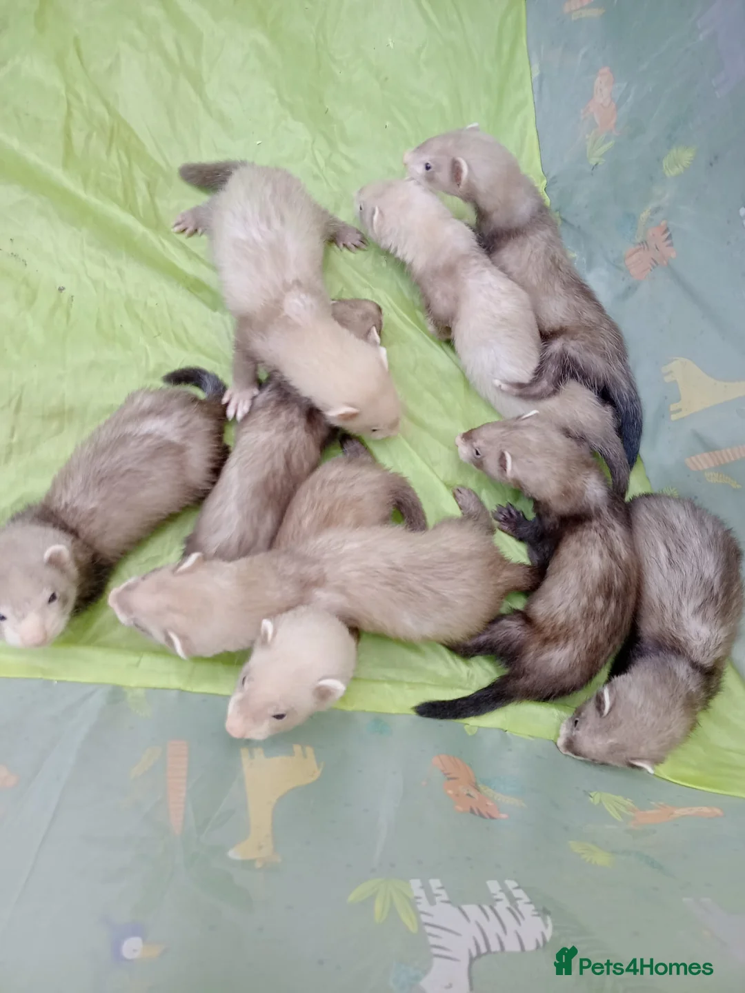 Ferret rodents for sale: Ferret kits Cinnamons also browns available  - Advert 2