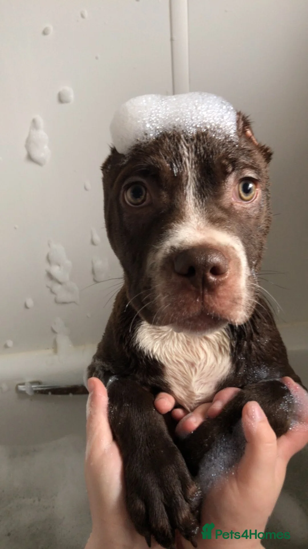 Mixed Breed dogs for sale: Ghost - Advert 5