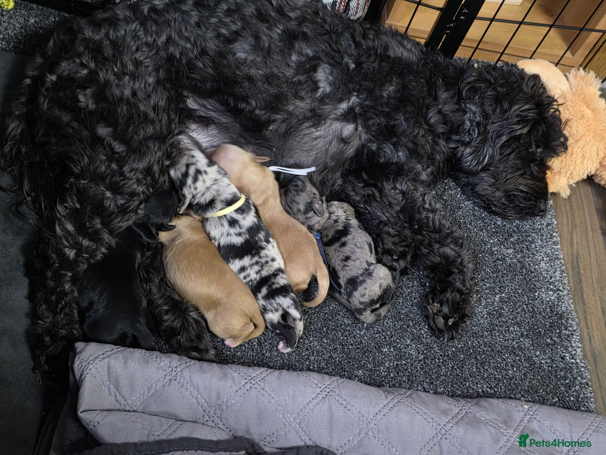 Cockapoo dogs for sale: Vet Health checked Cockapoo Puppies - Advert 8