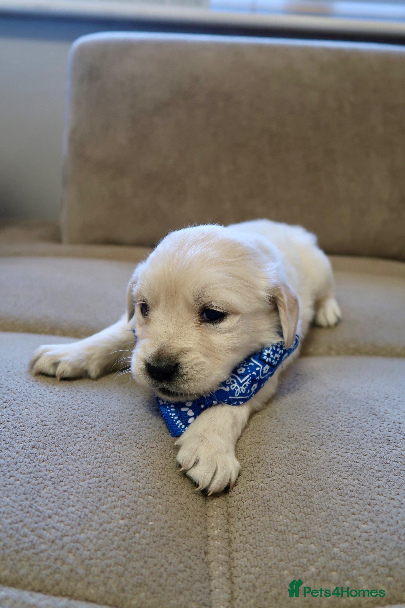 Golden Retriever dogs for sale: Pure bread puppies - Advert 19