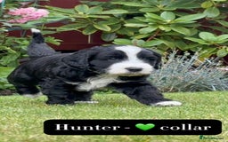 Mixed Breed dogs for sale: Tibetan Terrier x cockerpoo  - Image 1
