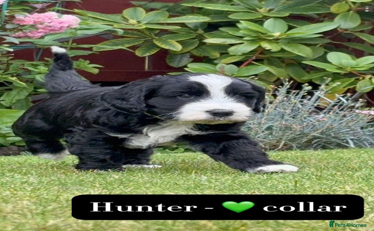 Mixed Breed dogs - Advert 1