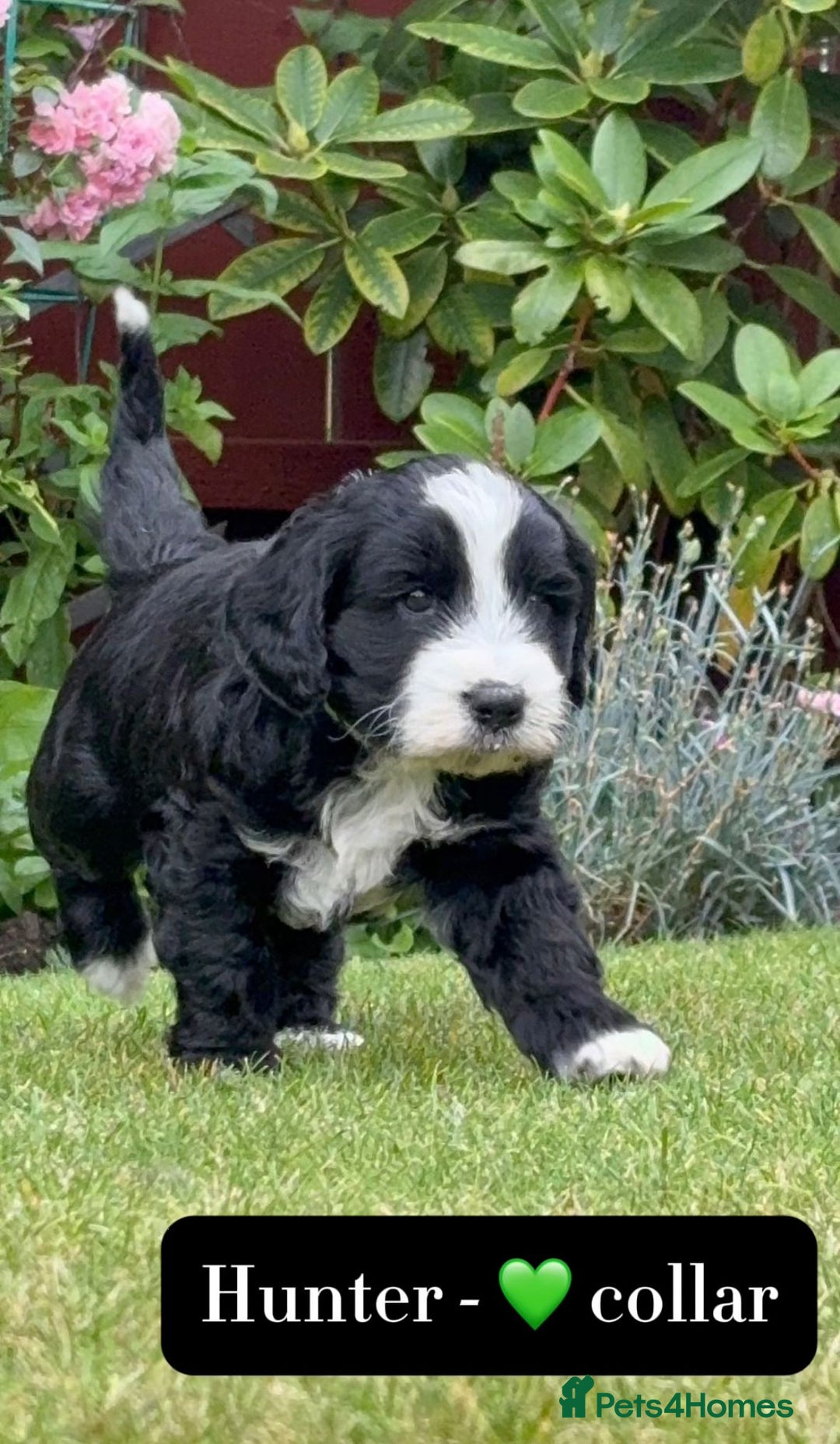 Mixed Breed dogs for sale: Tibetan Terrier x cockerpoo  - Image 1