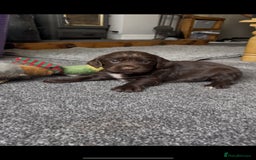 Cocker Spaniel dogs for sale: Last beautiful chocolate cocker pup girl  - Image 2