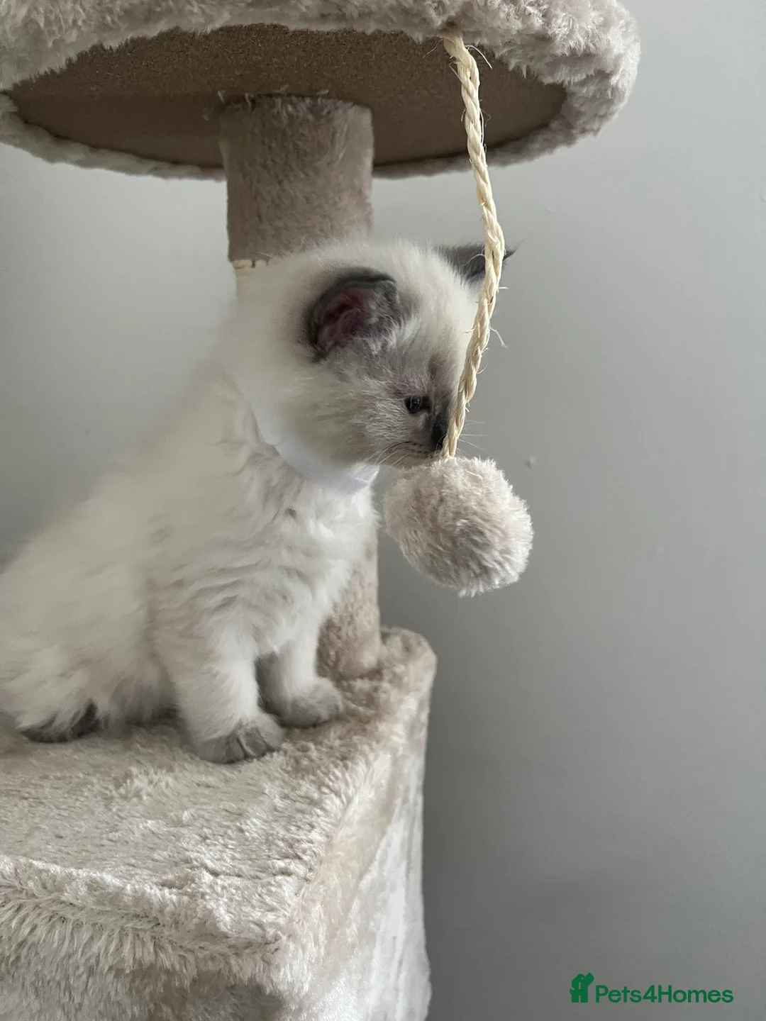 Ragdoll cats for sale: ✨🐾 Ragdoll Kittens For Sale 🐾✨ - Advert 2