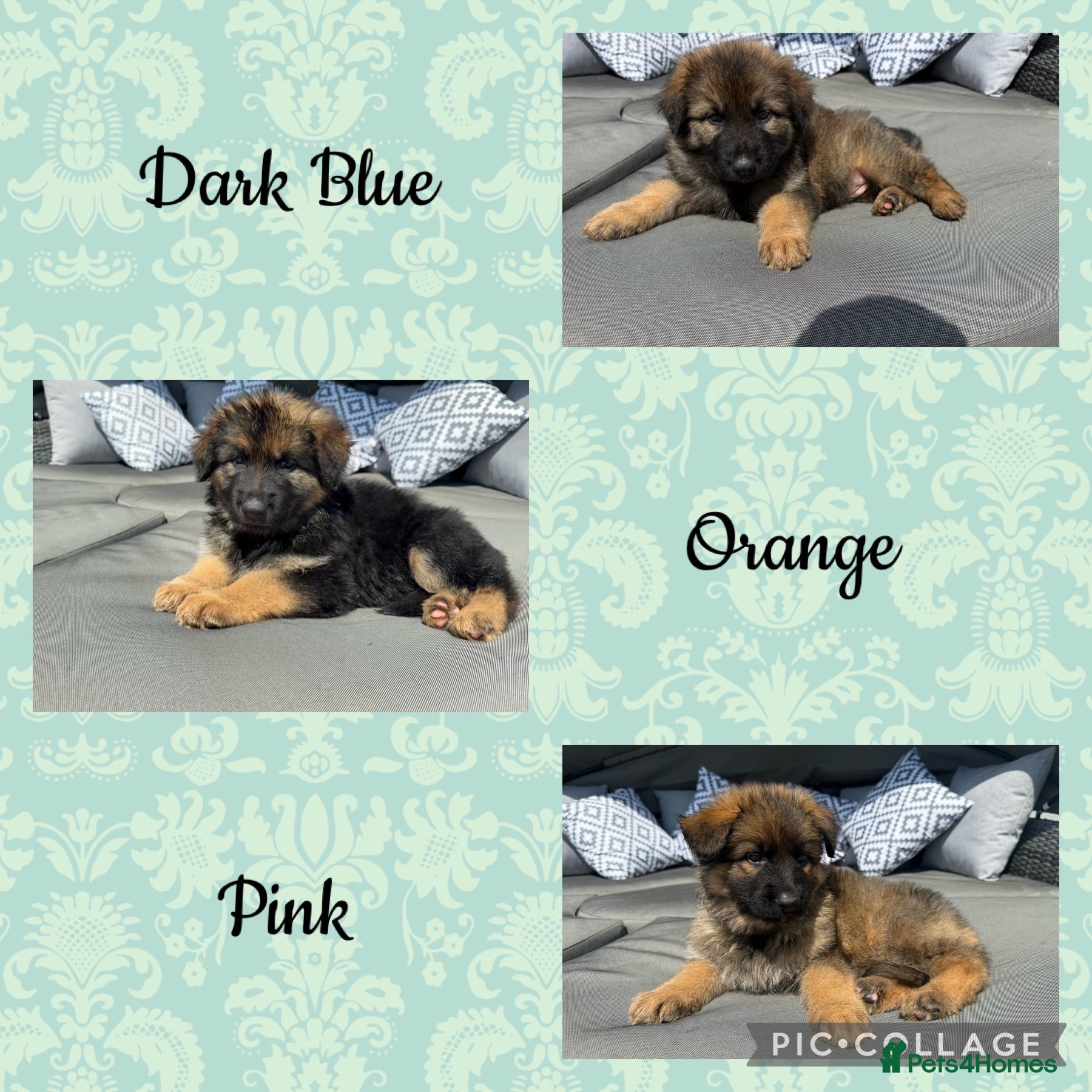 German Shepherd dogs 🐾 Beautiful kc German shepherd puppies🐾 - Advert 6