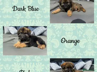 German Shepherd dogs 🐾 Beautiful kc German shepherd puppies🐾 - Advert 6