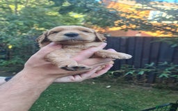 Goldendoodle dogs for sale: 🐾 Adorable Standard Goldendoodle Puppies 🐾 - Image 16