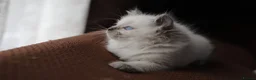 Ragdoll cats for sale: ACTIVE Bicolor Registered Ragdoll kittens - Advert 14