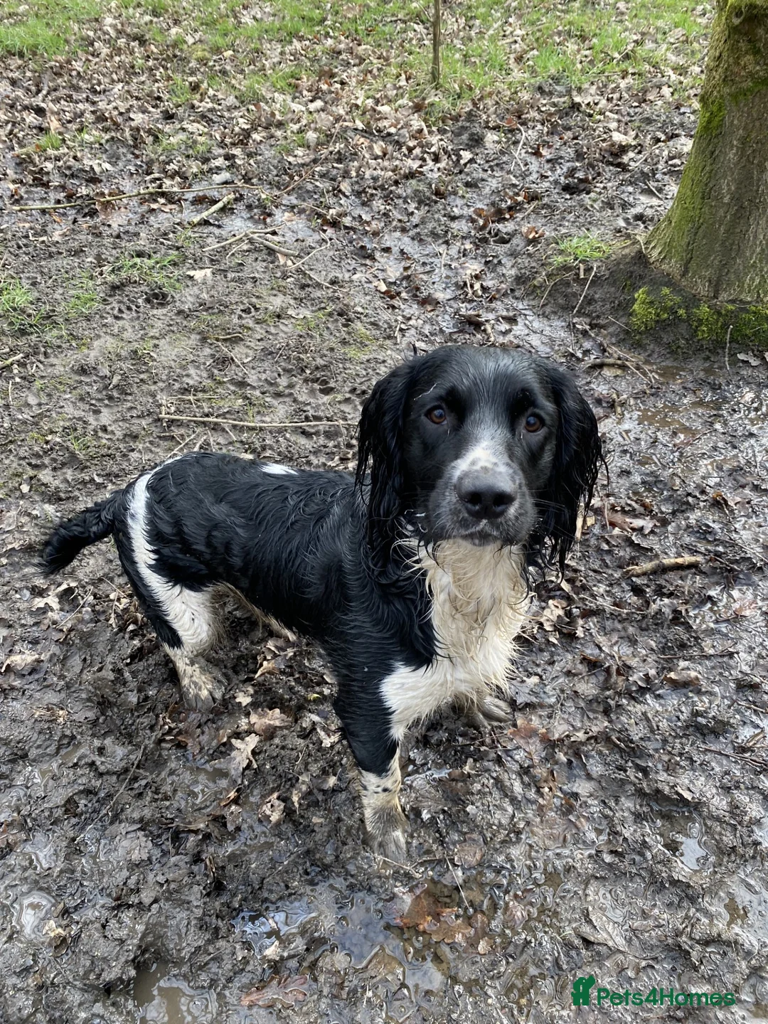 English Springer Spaniel dogs for stud: Stunning KC Stud, Proven, Health and DNA Tested. in Wigan - Advert 11