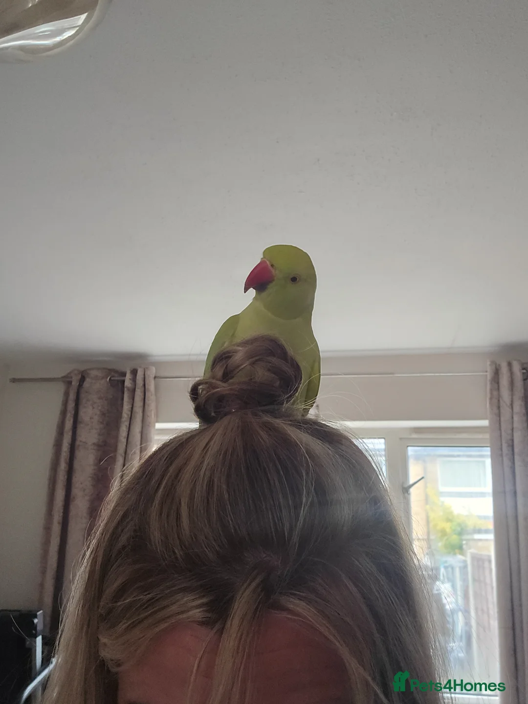 Ringnecks birds for sale: Ringneck lovely bird in Wakefield - Advert 1