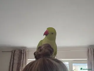 Ringnecks birds Ringneck lovely bird - Advert 1