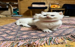 British Shorthair cats for sale: ❤️ White, gold tipped British shorthairs ❤️ in Slough - Image 8