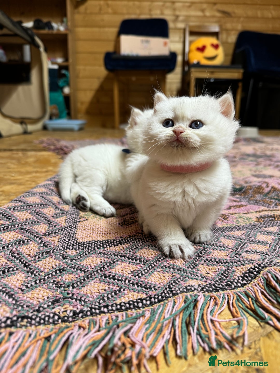 British Shorthair cats for sale: ❤️ White, gold tipped British shorthairs ❤️ in Slough - Image 8