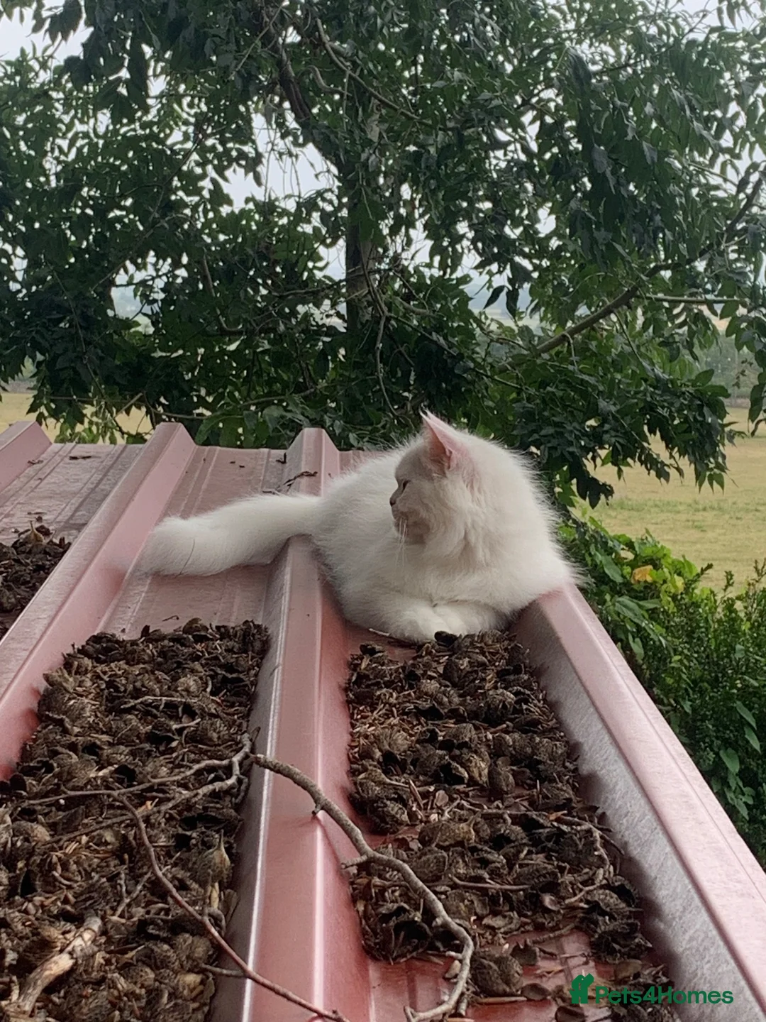 Persian cats for sale: 1 beautiful Persian kit left  - Advert 4