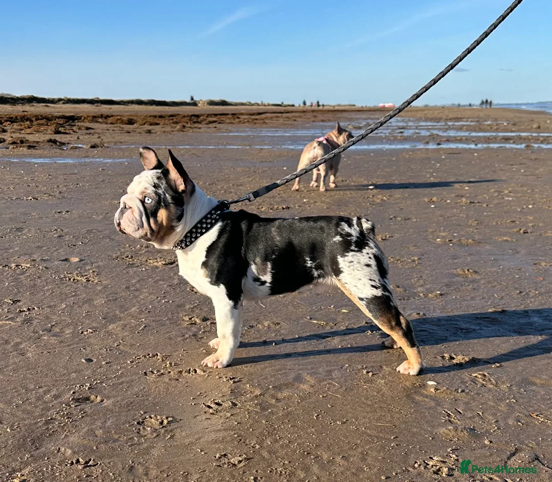 French Bulldog dogs for stud: KC Harliquin Husky Koi Carrying Pink & Testable - Advert 4