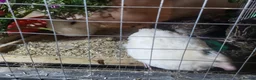 Quail poultry for sale: Quails and full set up - Advert 9