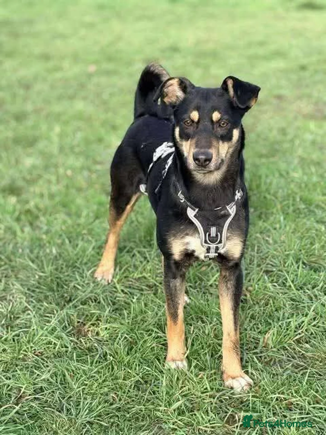 Mixed Breed dogs for adoption: Meet Puffin currently residing in Essex - Advert 5