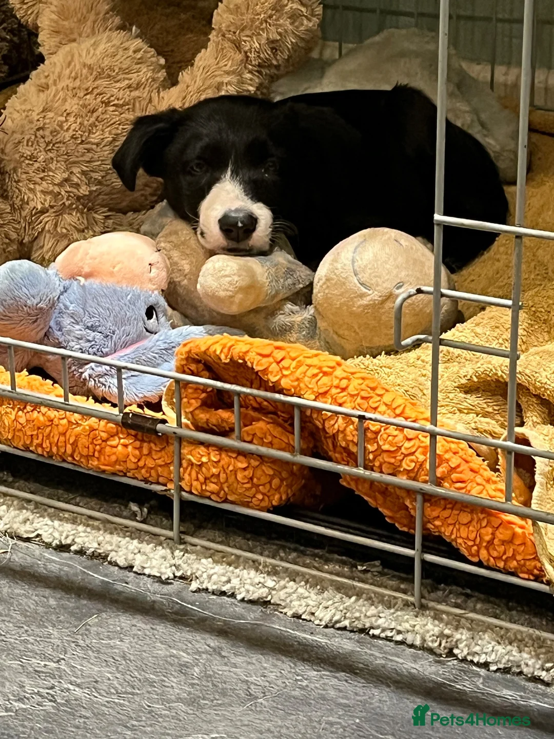 Border Collie dogs for sale: 1 Beautiful Very special border collie girl  - Advert 1