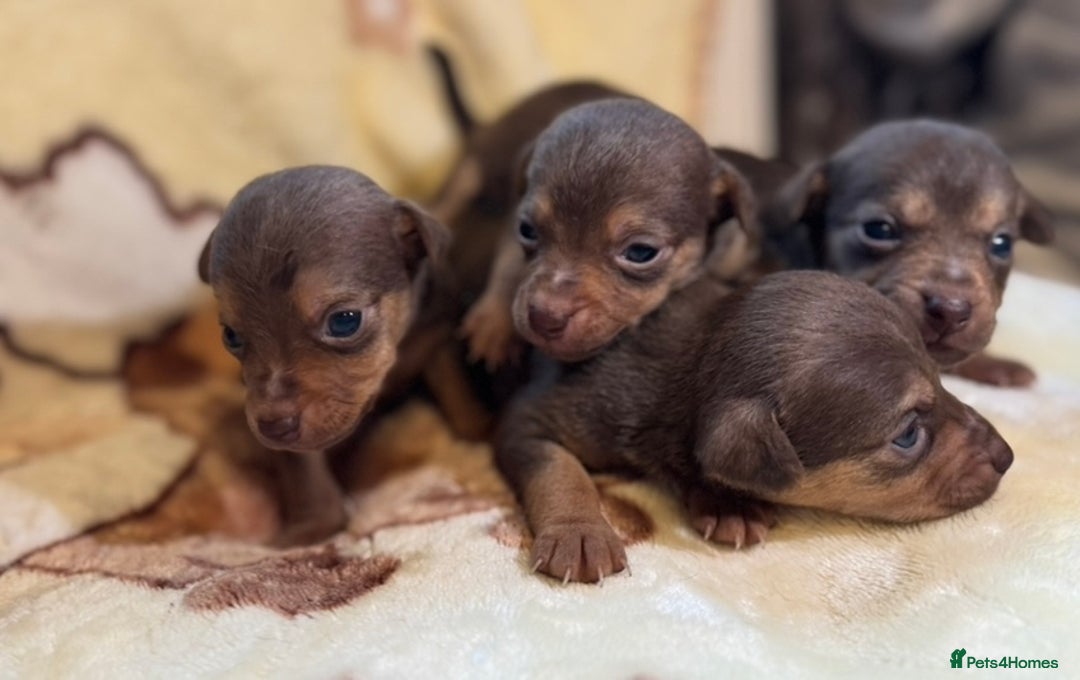 Jack Russell dogs for sale: Much Wenlock stunning miniature puppy  - Advert 34