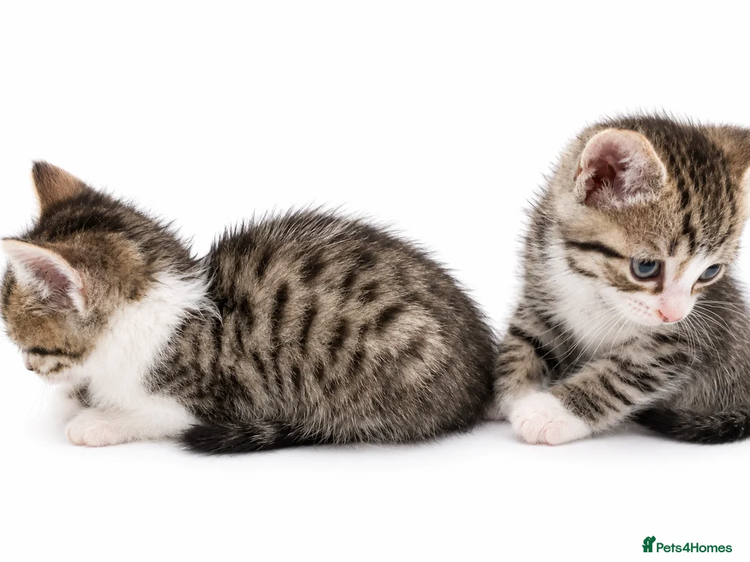 Domestic Shorthair cats for sale: Tabbys - Advert 8
