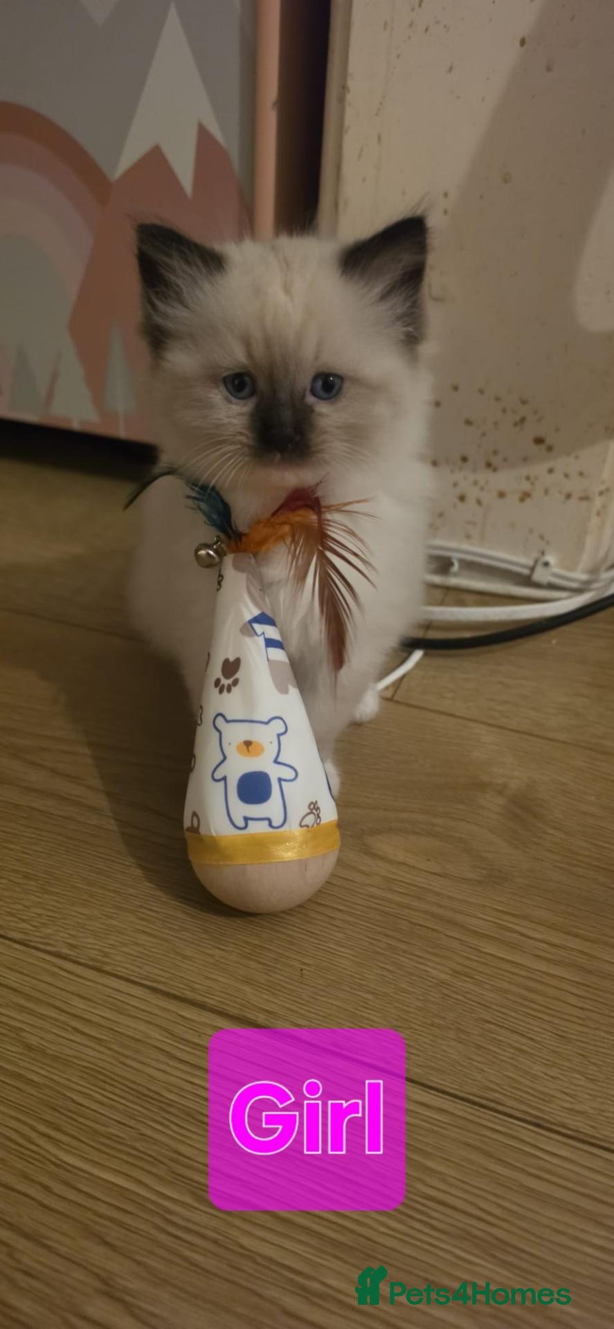 Ragdoll cats 🐱 4 Kittens Looking for Their Forever Homes - Advert 2