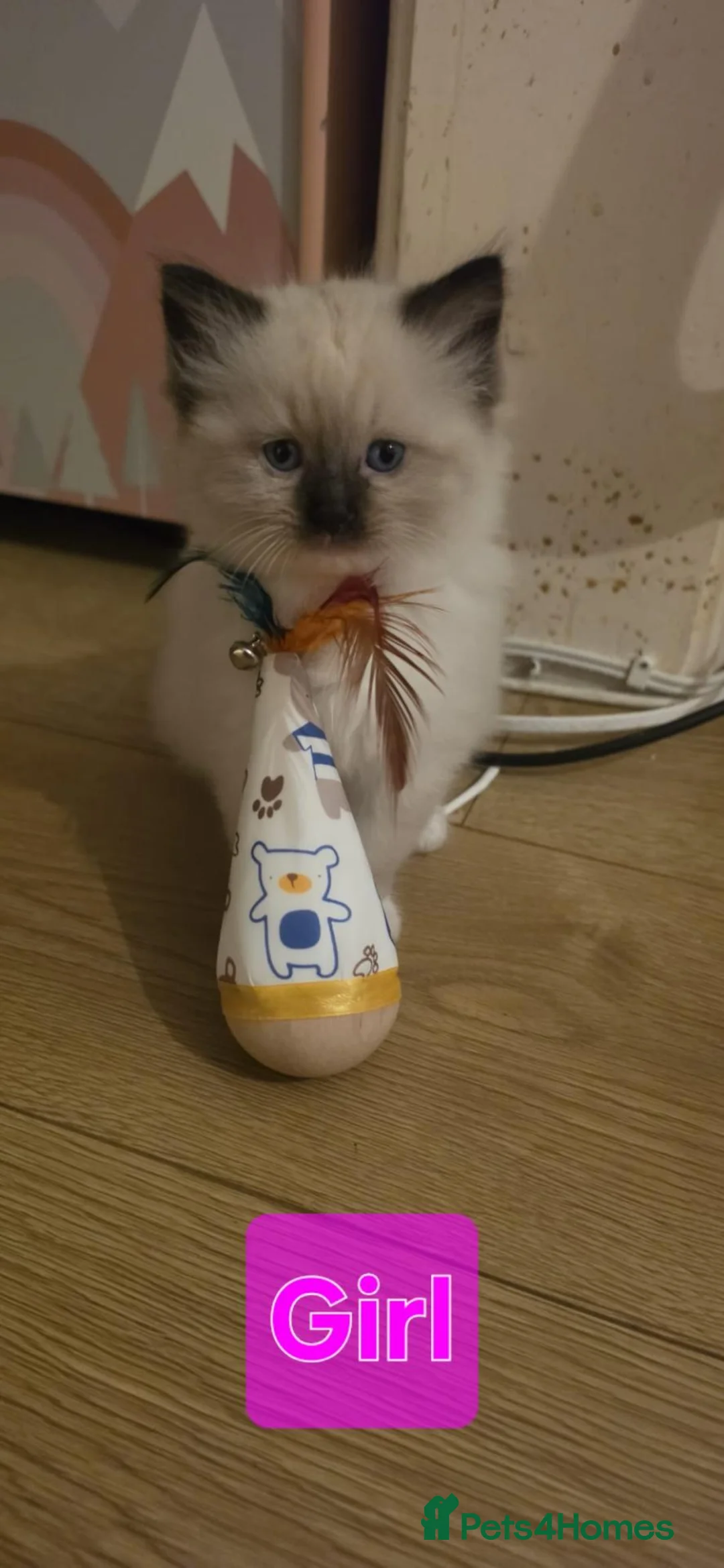Ragdoll cats for sale: 🐱 4 Kittens Looking for Their Forever Homes in Newcastle upon Tyne - Advert 2