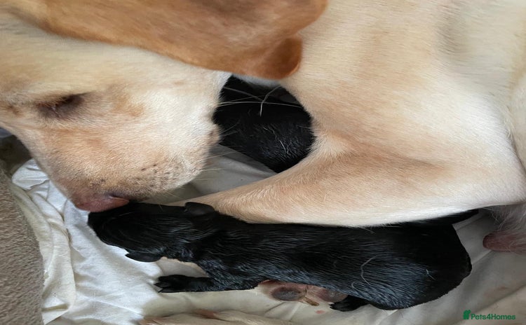 Labrador Retriever dogs - Advert 2