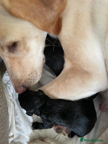 Labrador Retriever dogs - Advert 2