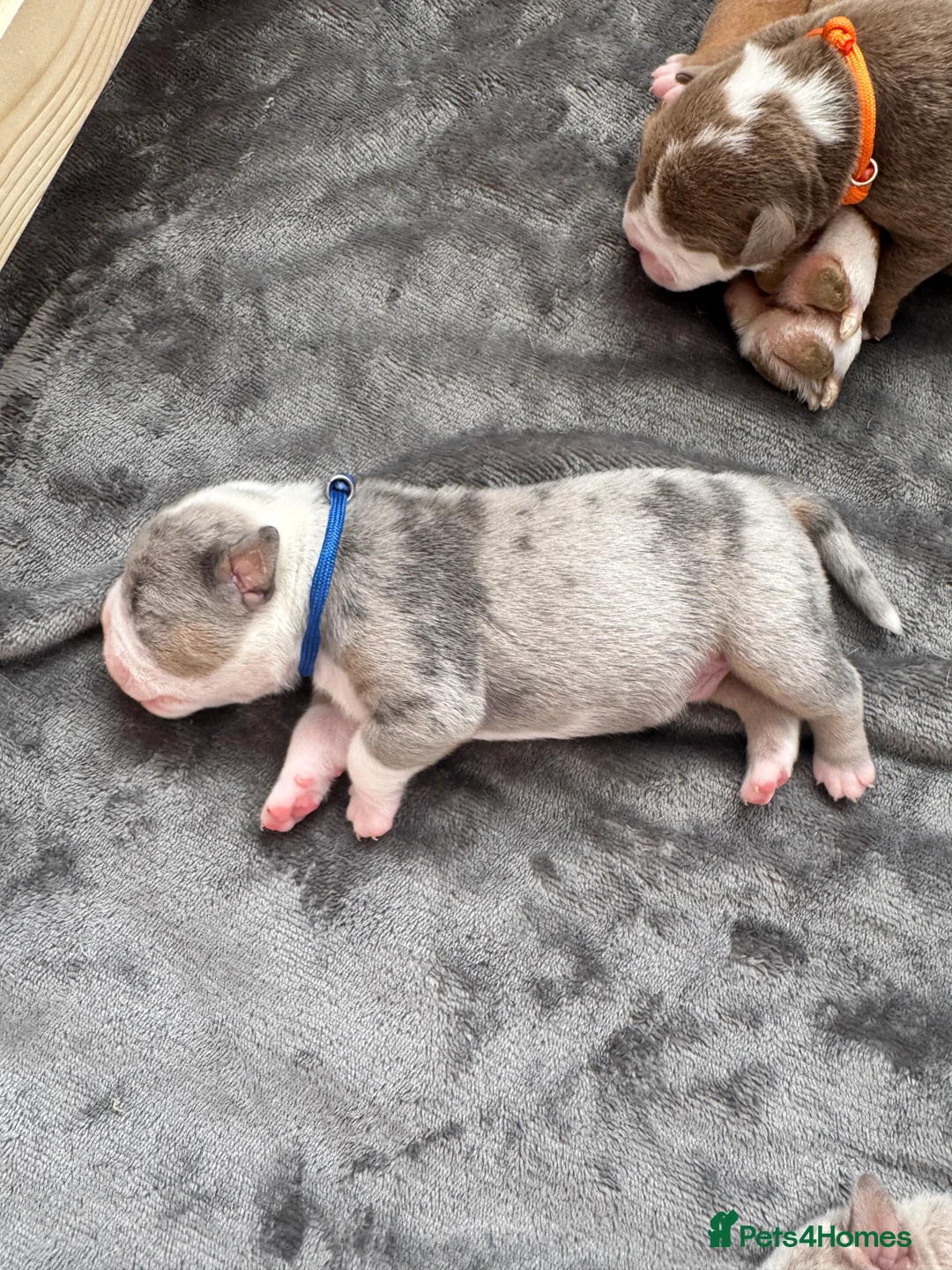 Old Tyme Bulldog dogs for sale: Stunning litter of 11  - Advert 36