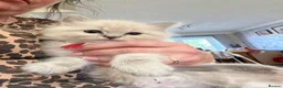 Ragdoll cats for sale: TICA registered pedigree Ragdoll kittens - Advert 6